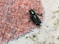 Tridactylidae