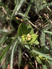 Hypericum aethiopicum