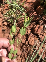 Hypericum aethiopicum