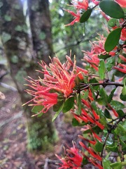 Peraxilla tetrapetala