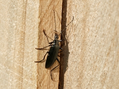 Tanychilus