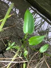 Pontederia vaginalis
