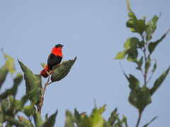 Euplectes franciscanus