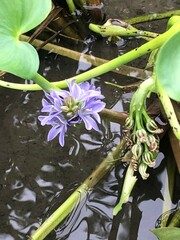 Pontederia vaginalis