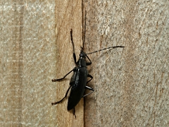 Tanychilus