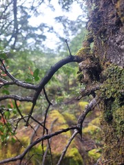 Peraxilla tetrapetala