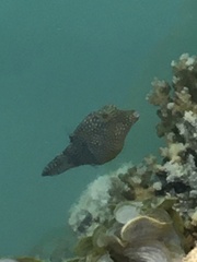 Canthigaster solandri