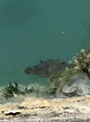 Canthigaster solandri