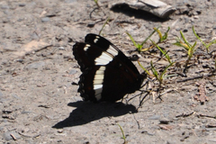 Limenitis arthemis rubrofasciata