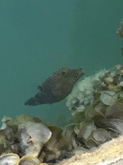 Canthigaster solandri