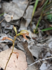 Pterostylis squamata