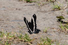 Limenitis arthemis rubrofasciata
