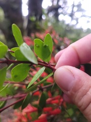 Peraxilla tetrapetala