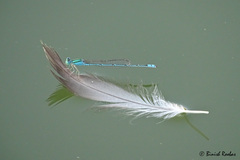 Pseudagrion decorum