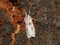 Scoparia chiasta