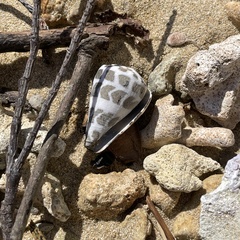 Conus ebraeus
