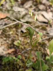 Pterostylis squamata