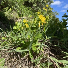 Crepidiastrum lanceolatum