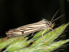 Spiris striata