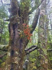 Peraxilla tetrapetala