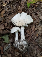 Amanita suballiacea