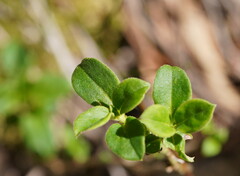 Coprosma hirtella