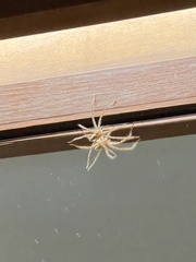 Heteropoda venatoria