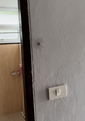 Heteropoda venatoria