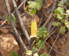 Marianthus bignoniaceus