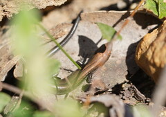 Pseudemoia entrecasteauxii