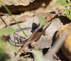 Pseudemoia entrecasteauxii