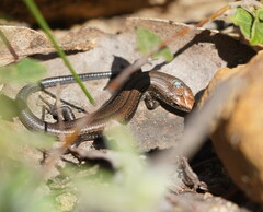 Pseudemoia entrecasteauxii