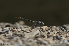 Paragomphus sinaiticus