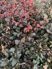 Prunus cerasifera pissardii