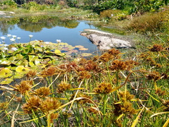 Cyperus polystachyos polystachyos