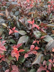 Prunus cerasifera pissardii