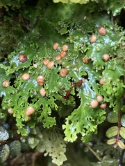 Peltigeraceae