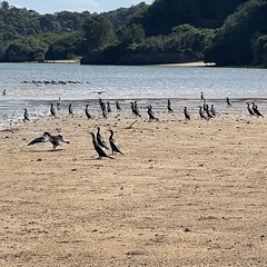 Phalacrocorax carbo hanedae
