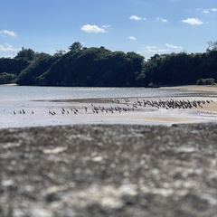 Phalacrocorax carbo hanedae