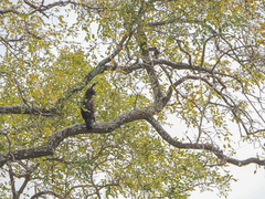 Lophaetus occipitalis