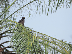 Lophaetus occipitalis