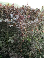 Prunus cerasifera pissardii