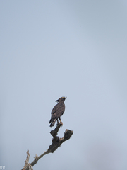 Lophaetus occipitalis