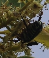 Eupoecila australasiae