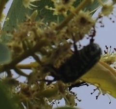 Eupoecila australasiae