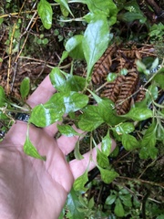 Coprosma foetidissima