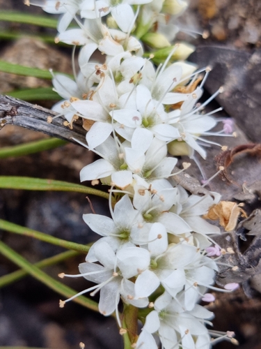 Myoporum floribundum, 2022-12-08