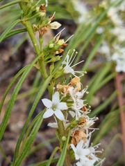 Myoporum floribundum