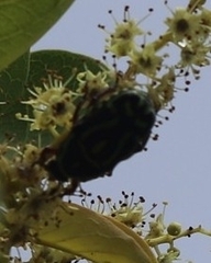 Eupoecila australasiae