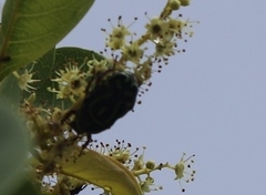 Eupoecila australasiae